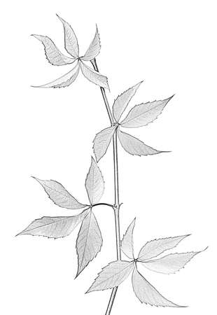 Branch of grapes leaves, Parthenocissus quinquefolia foliage. Isolated on white background. Black and white imitation of pencil drawing.の写真素材
