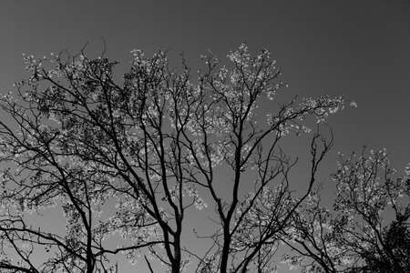 Silhouette of aspen (populus tremula) branches with sunlit leaves at autumn Indian summer evening....