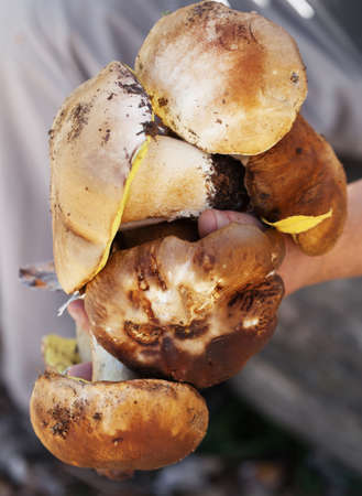 Porcini mushrooms in hand of mushroom picker in forest at fall season. Harvest of edible mushrooms found in autumn woodland at sunny day. Close-up view.の写真素材