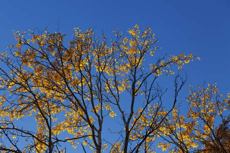 Silhouette of aspen (populus tremula) branches with yellow sunlit leaves and blue clear sky at autumn Indian summer evening. Bottom view.の写真素材