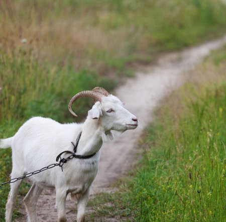 Young goat grazing on meadow in sunny summer dayの写真素材
