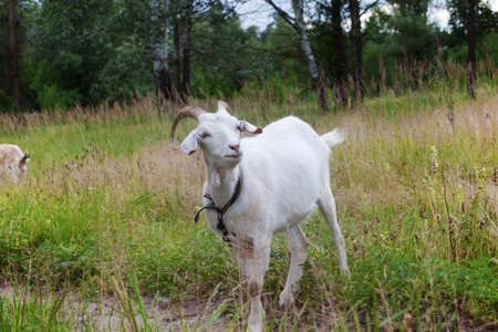 Young goat grazing on meadow in forest at summer dayの写真素材