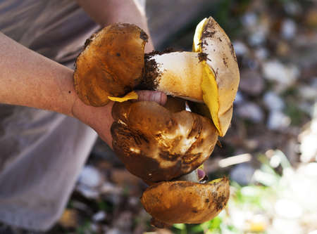 Porcini mushrooms in hand of mushroom picker in forest at fall season. Harvest of edible mushrooms found in autumn woodland at sunny day.の写真素材