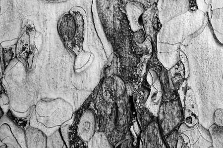 Wooden texture. Close up view of Crimean pine tree. Black and white toned image.の写真素材
