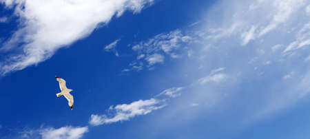 Seagull hover in blue sky with sunlight clouds at sun summer day. Panoramic view.の写真素材