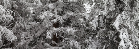 Panoramic view on snow-covered frosty branches of fir-tree in winter forest after snowfall at cold gray dayの写真素材