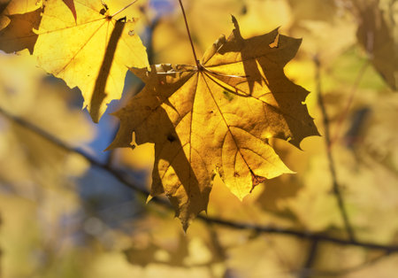 Branches with autumn yellowed sunlit maple leaves in forest at sunny dayの写真素材