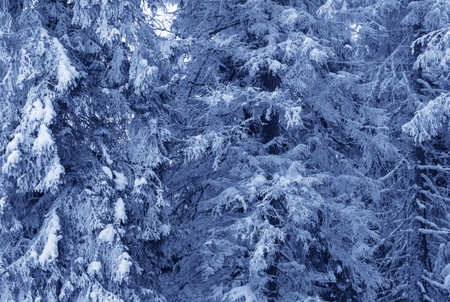Magic snow-covered frosty branches of fir-tree in winter forest after snowfall at cold day. Toned landscape.の写真素材