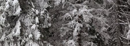Snow-covered frosty branches of fir-tree in winter forest after snowfall at cold gray day. Panoramic view.の写真素材