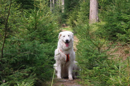 Flocke on a walk in the forest in the Fichtelgebirgeの写真素材