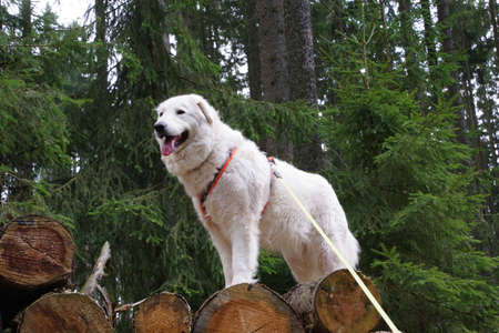 Flocke on a walk in the forest in the Fichtelgebirge