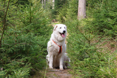 Flocke on a walk in the forest in the Fichtelgebirgeの写真素材