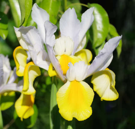 Yellow and white lily flowerの写真素材