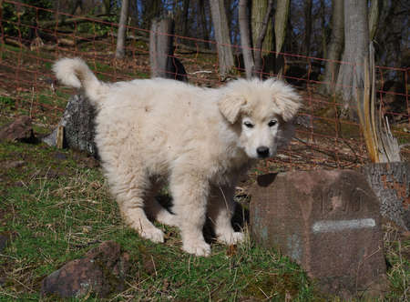 Flocke, a young livestock guard dogの写真素材