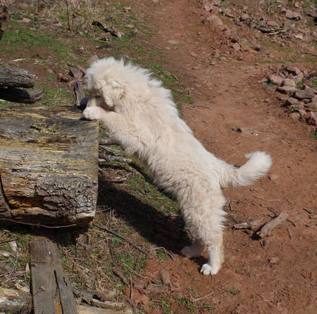 Flocke, a young livestock guard dogの写真素材