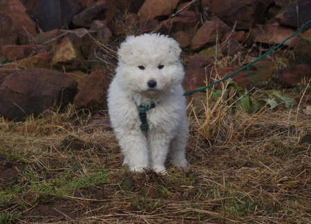 Flake a Maremma puppyの写真素材