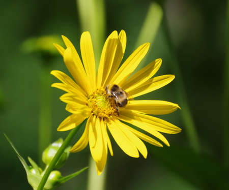 Blossom of the silphium growing with insectの写真素材