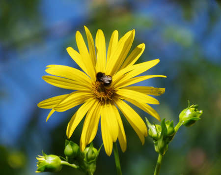 Blossom of the silphie with bumblebeeの写真素材