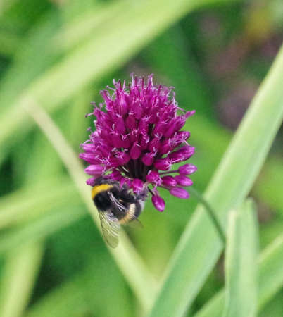 Leek blossom with bumblebeeの写真素材