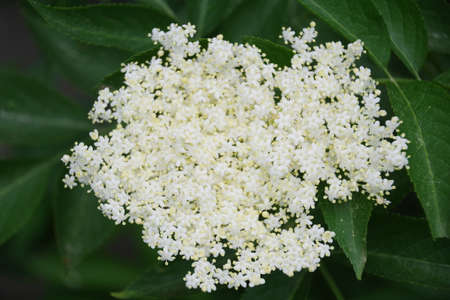 Elder blossom in Lindenbergの写真素材