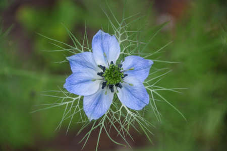 Flower of cuminの写真素材