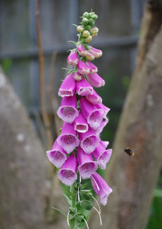 Foxglove flowerの写真素材