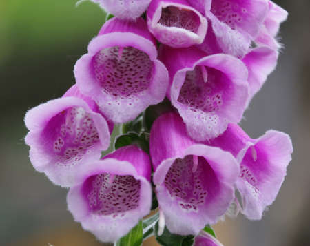Foxglove flowerの写真素材
