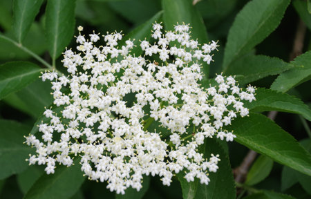 Elder blossom in Lindenbergの写真素材
