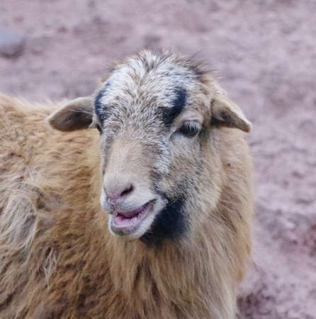 Cameroon sheep - a breed from the West African dwarf sheepの写真素材