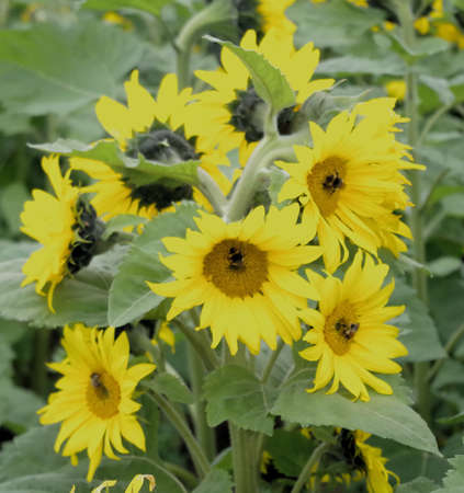 blossom of the sunflowerの写真素材