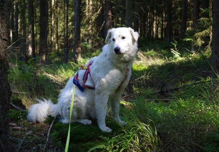 Herd protection dog Cane Pastore Maremmano Abruzze on vacationの写真素材