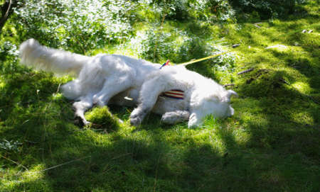Herd protection dog Cane Pastore Maremmano Abruzze on vacationの写真素材