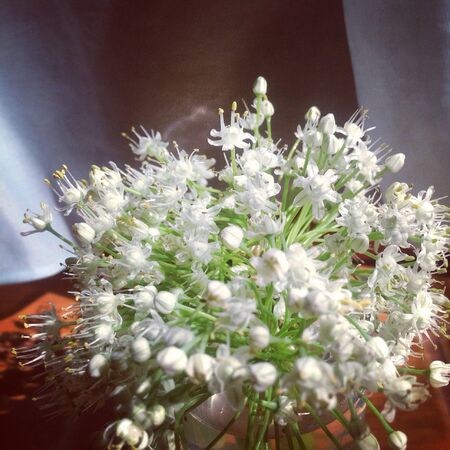 Little white flowers.