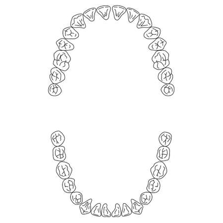 Illustration of Human toothのイラスト素材