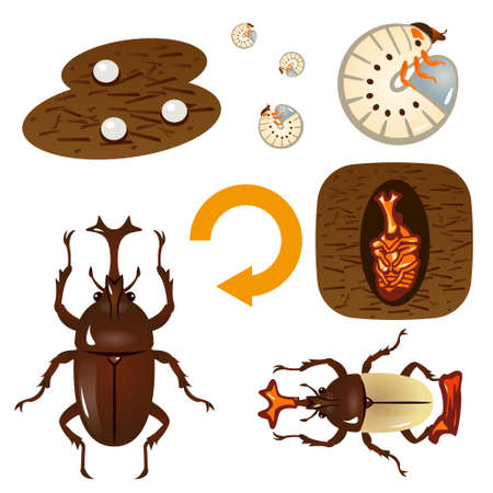 Growth cycle of the beetleのイラスト素材