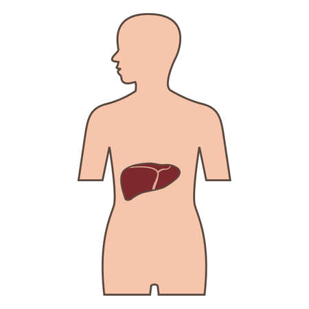 Illustration of Liverのイラスト素材