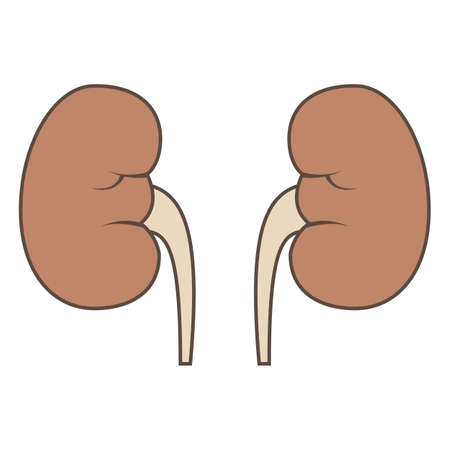 Illustration of kidneyのイラスト素材