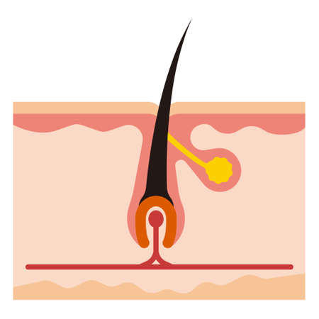 Illustration of the rootのイラスト素材