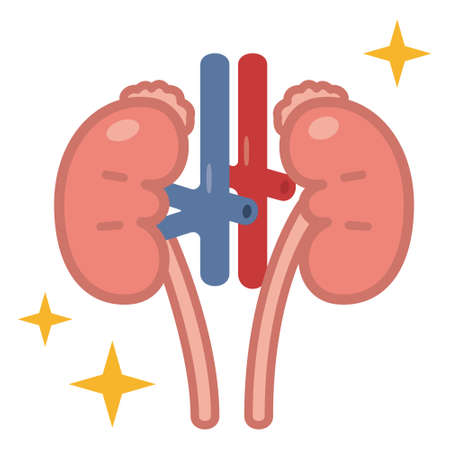 Illustration of the kidneyのイラスト素材