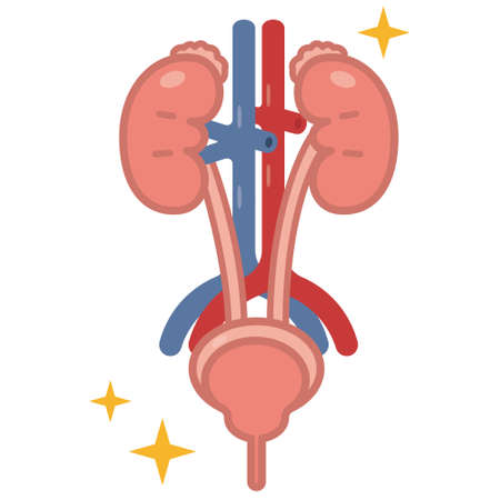 Illustration of urologyのイラスト素材
