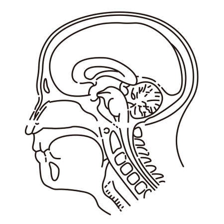 Head illustration of MRI examinationのイラスト素材