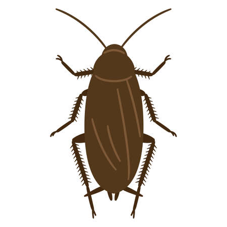 Cockroach illustration on white background.
