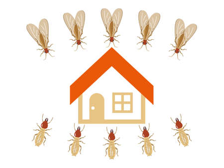 House targeted by a horde of termites