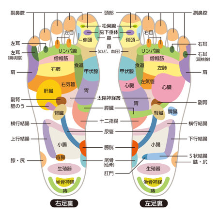 Reflexology foot massage points reflexology zones, massage signs and colored pointsのイラスト素材