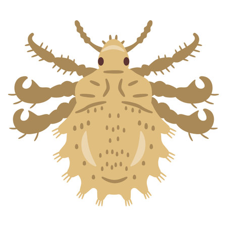 Vector illustration of pubic lice