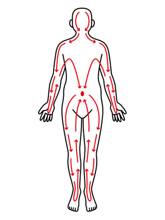 Illustration of human body meridiansのイラスト素材