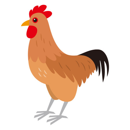 Simple vector illustration of Nagoya Cochin chickenのイラスト素材