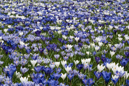 Blue white color crocus flower fieldの写真素材