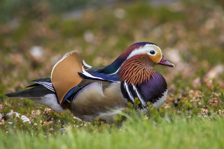 Couple of mandarin duck walking in the bushesの写真素材