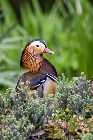 Couple of mandarin duck walking in the bushesの写真素材